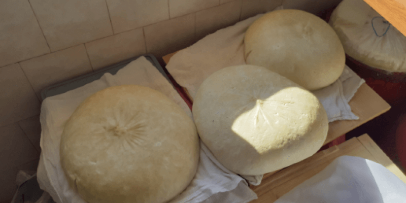 Curd cheese from sheep in Ruja